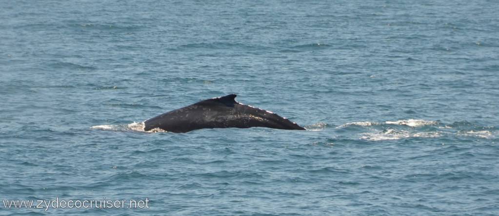 144: Island Packers, Ventura, CA, Whale Watching, Humpback whale