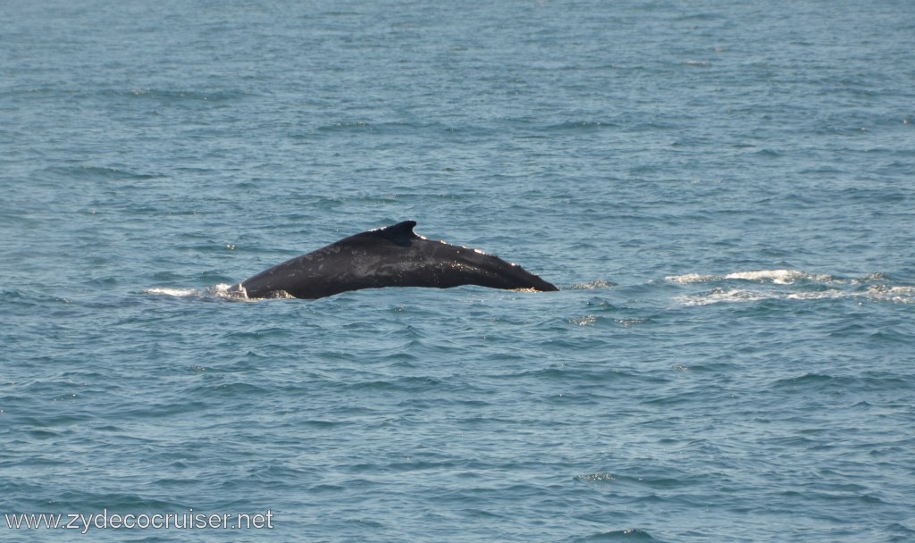 145: Island Packers, Ventura, CA, Whale Watching, Humpback whale
