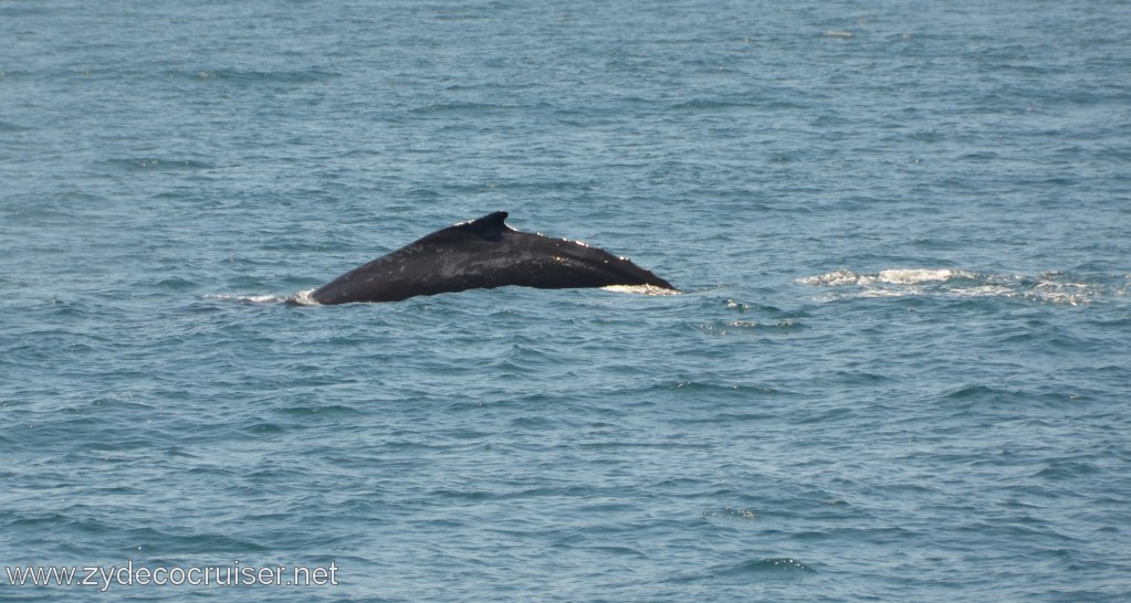 146: Island Packers, Ventura, CA, Whale Watching, Humpback whale
