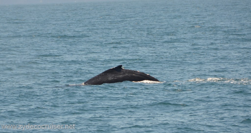 147: Island Packers, Ventura, CA, Whale Watching, Humpback whale
