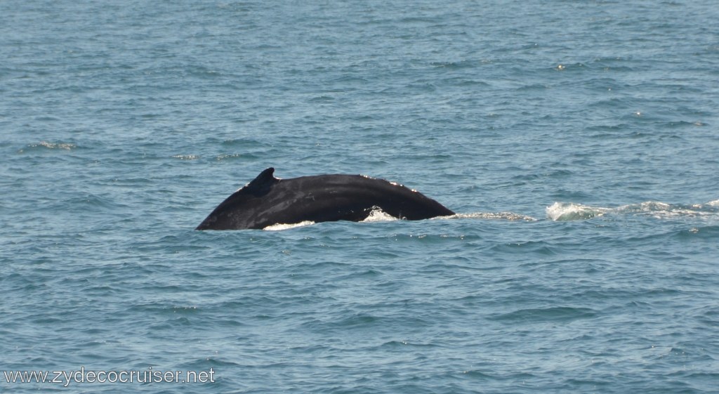 148: Island Packers, Ventura, CA, Whale Watching, Humpback whale