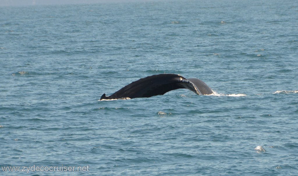 149: Island Packers, Ventura, CA, Whale Watching, Humpback whale fluke