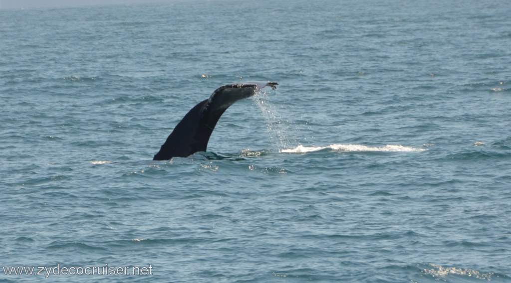 150: Island Packers, Ventura, CA, Whale Watching, Humpback whale fluke