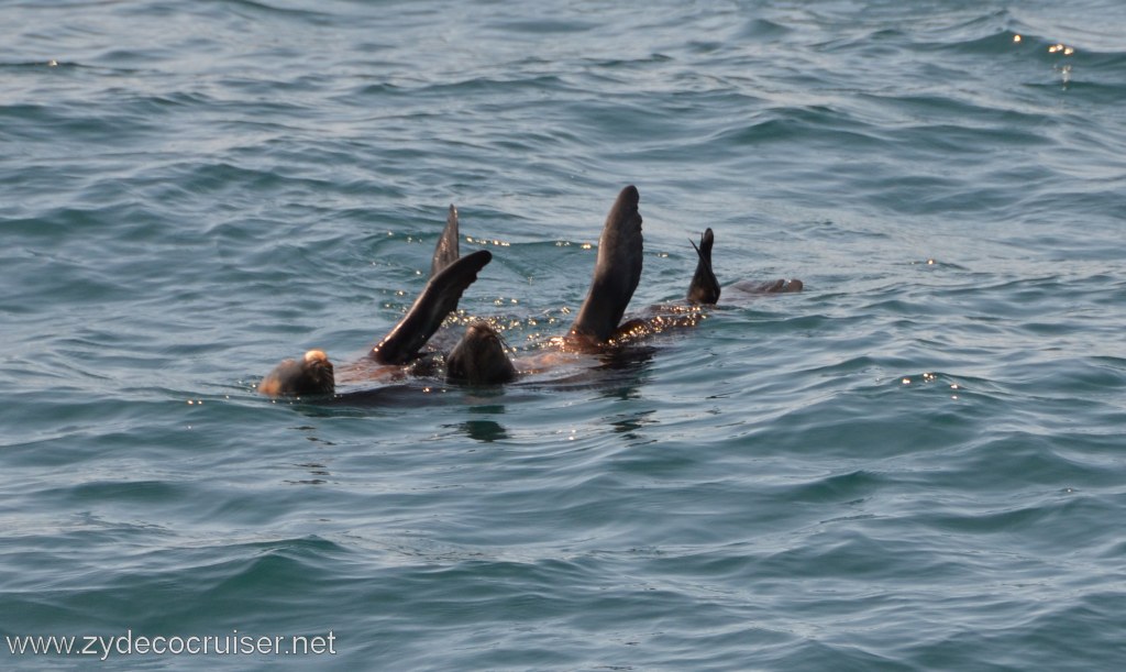 152: Island Packers, Ventura, CA, Whale Watching, seals