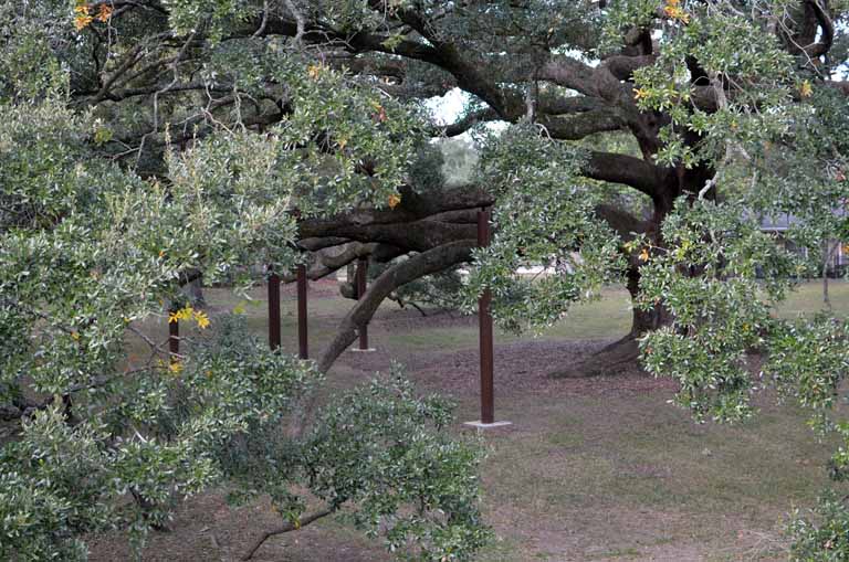 186: Baton Rouge, LA, November, 2010, St James Place, One of the old oak trees