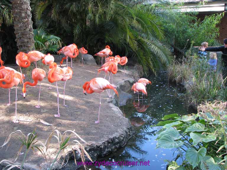 005: Audubon Zoo, New Orleans, Louisiana, Flamingos