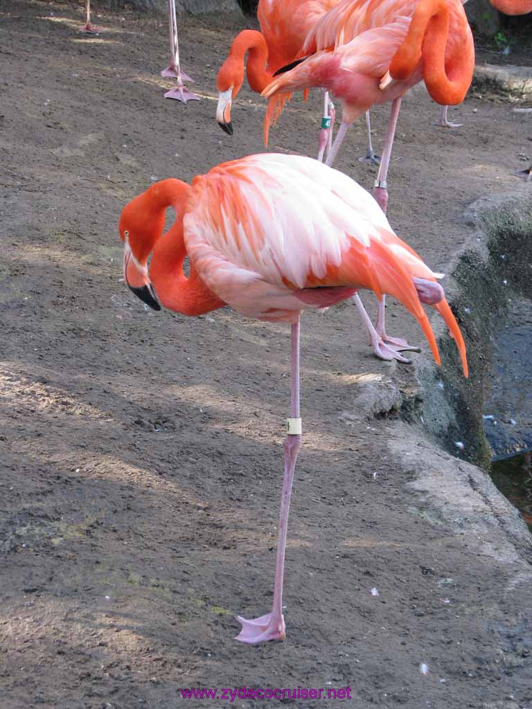 006: Audubon Zoo, New Orleans, Louisiana, Flamingos