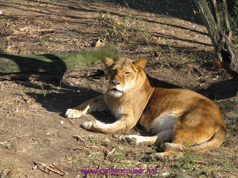 023: Audubon Zoo, New Orleans, Louisiana, Lion