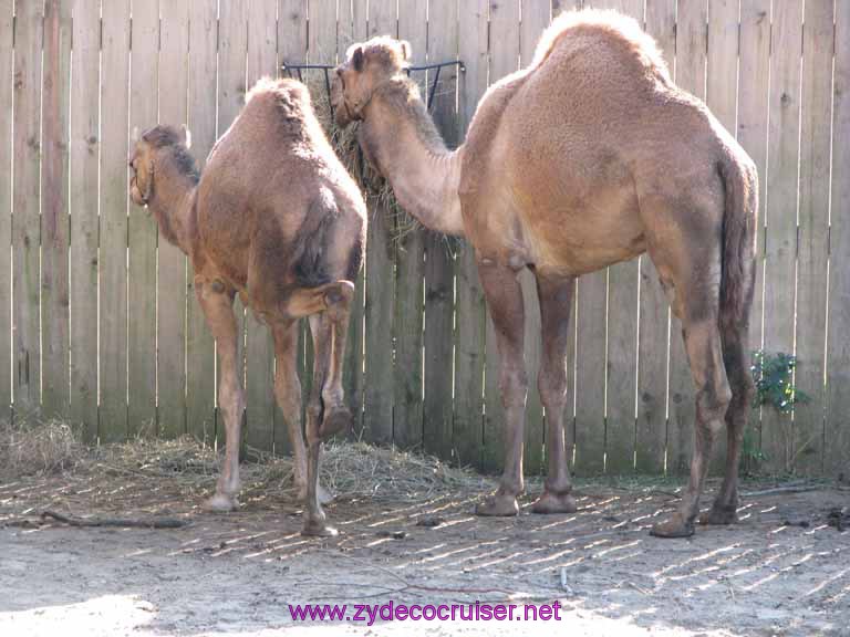 024: Audubon Zoo, New Orleans, Louisiana, Camels