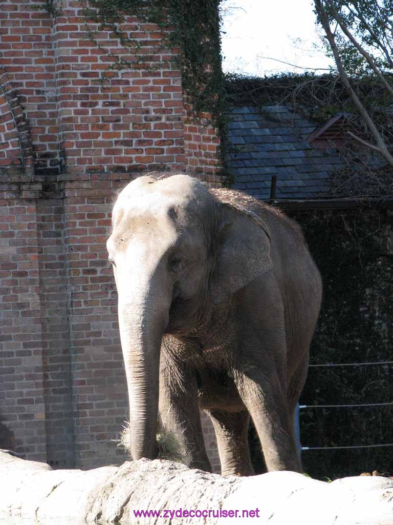 028: Audubon Zoo, New Orleans, Louisiana, Elephant