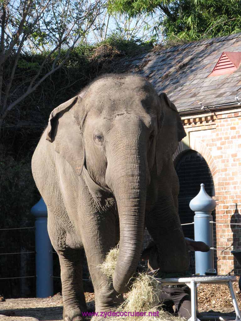 029: Audubon Zoo, New Orleans, Louisiana, Elephant