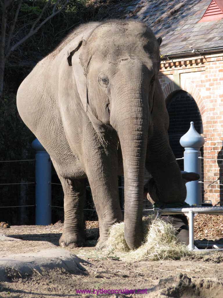 030: Audubon Zoo, New Orleans, Louisiana, Elephant