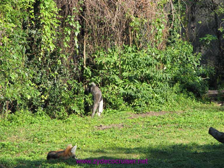 048: Audubon Zoo, New Orleans, Louisiana, Anteater