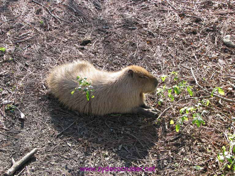 049: Audubon Zoo, New Orleans, Louisiana, Capybara