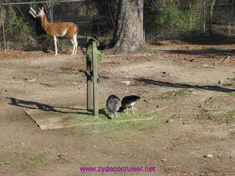 053: Audubon Zoo, New Orleans, Louisiana, 