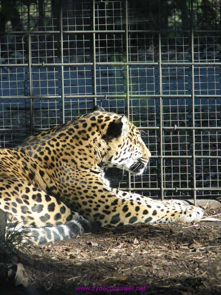 056: Audubon Zoo, New Orleans, Louisiana, Leopard