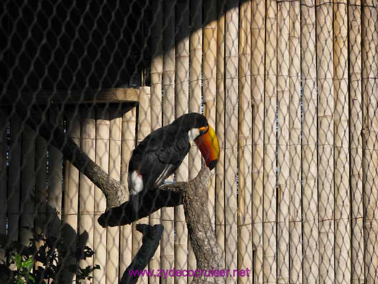 061: Audubon Zoo, New Orleans, Louisiana, Toucan