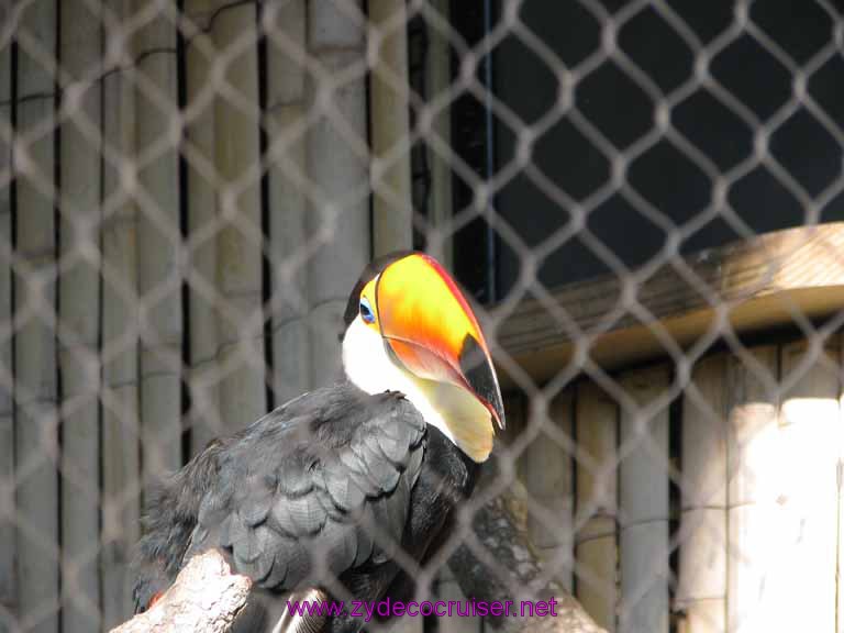 062: Audubon Zoo, New Orleans, Louisiana, Toucan