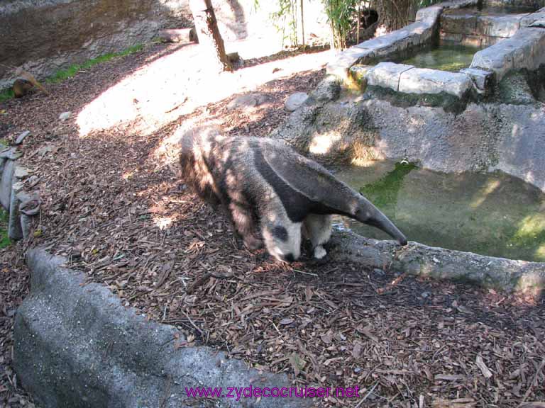 064: Audubon Zoo, New Orleans, Louisiana, Anteater