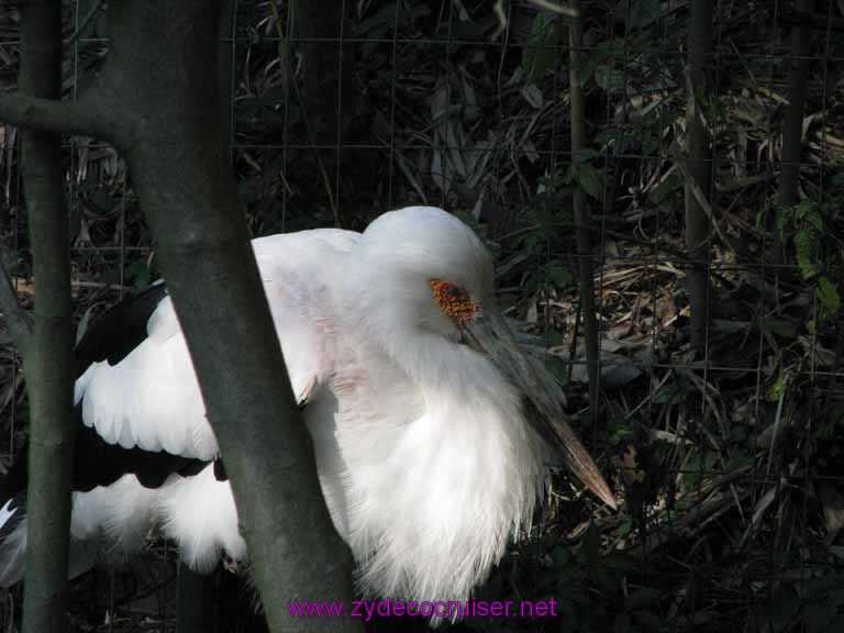 070: Audubon Zoo, New Orleans, Louisiana, 