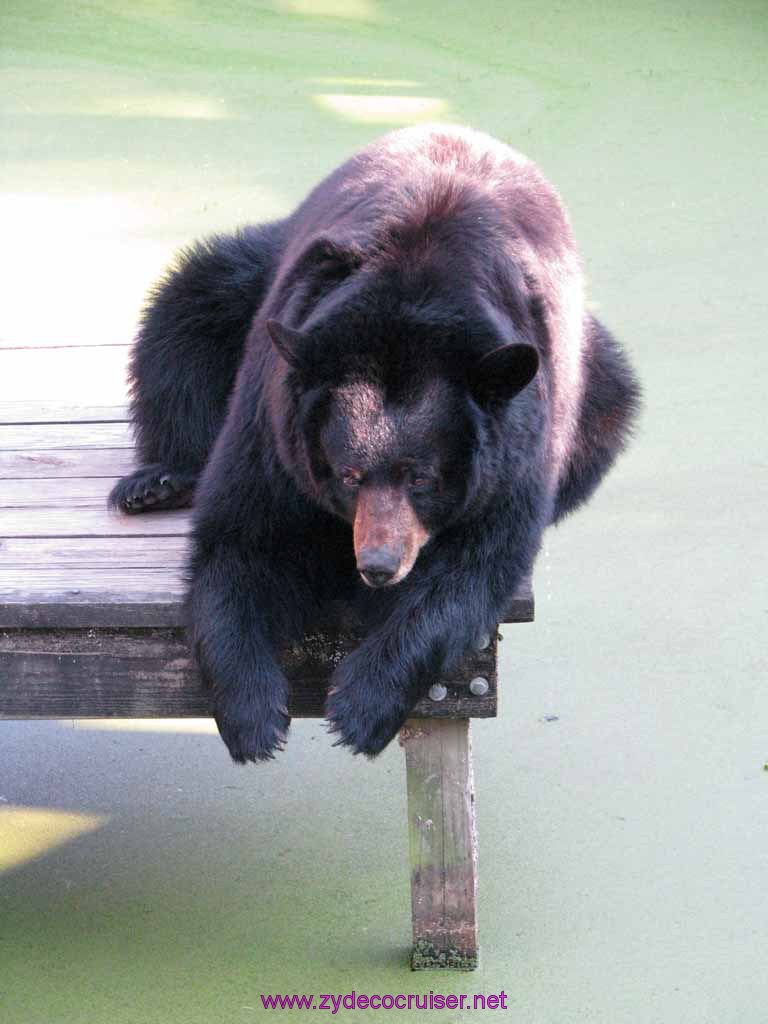 078: Audubon Zoo, New Orleans, Louisiana, Black Bear