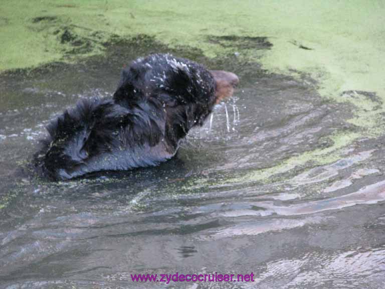 082: Audubon Zoo, New Orleans, Louisiana, Black Bear in Swamp Water