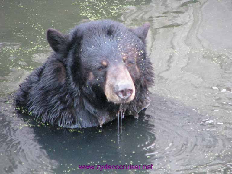 084: Audubon Zoo, New Orleans, Louisiana, Black Bear in Swamp
