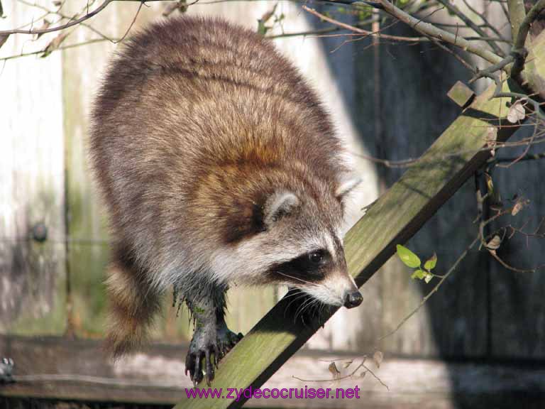 086: Audubon Zoo, New Orleans, Louisiana, Raccoon