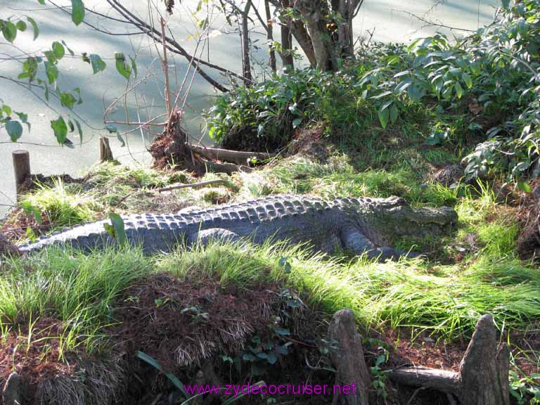 088: Audubon Zoo, New Orleans, Louisiana, Alligator