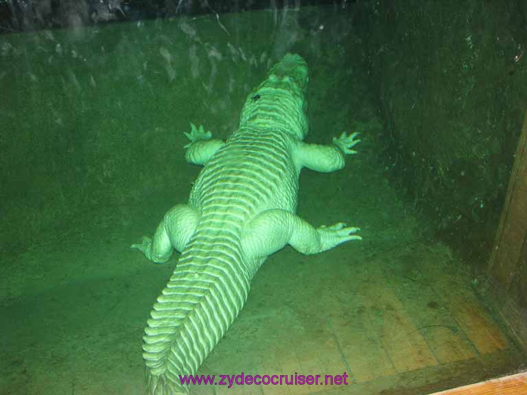 107: Audubon Zoo, New Orleans, Louisiana, White Alligator