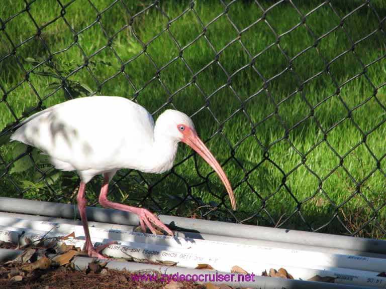 110: Audubon Zoo, New Orleans, Louisiana, 