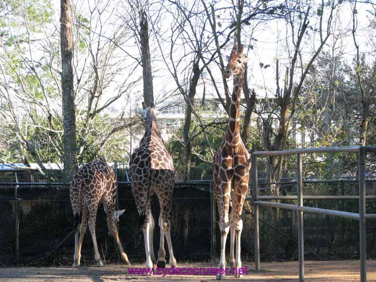 115: Audubon Zoo, New Orleans, Louisiana, Giraffes