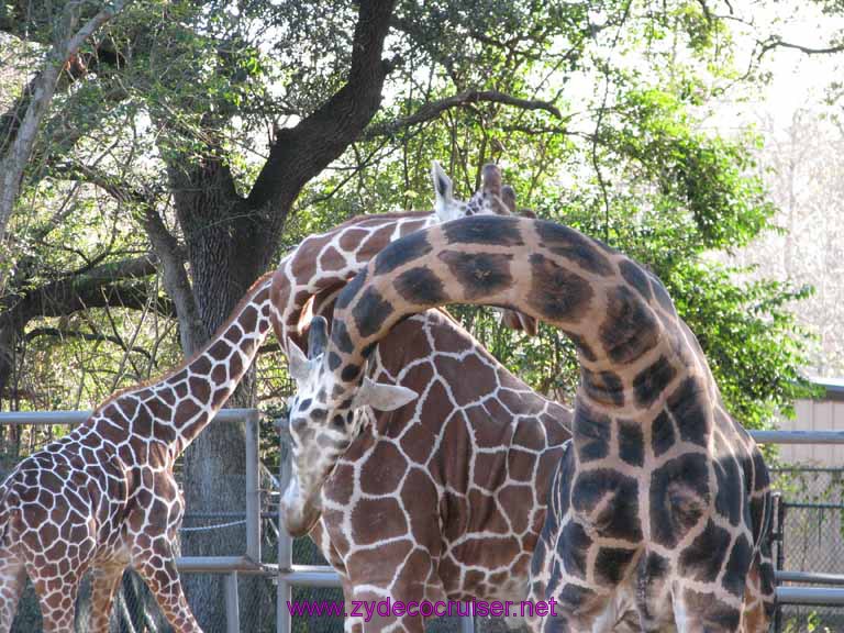 118: Audubon Zoo, New Orleans, Louisiana, Giraffes
