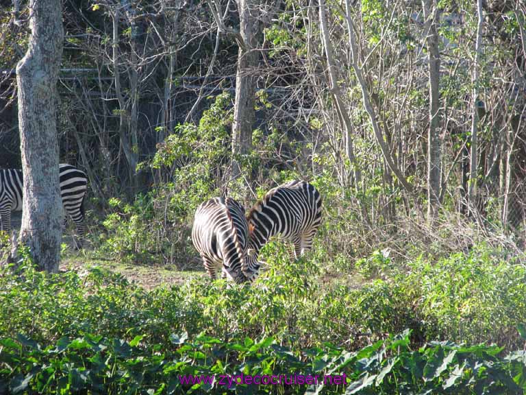 122: Audubon Zoo, New Orleans, Louisiana, Zebras