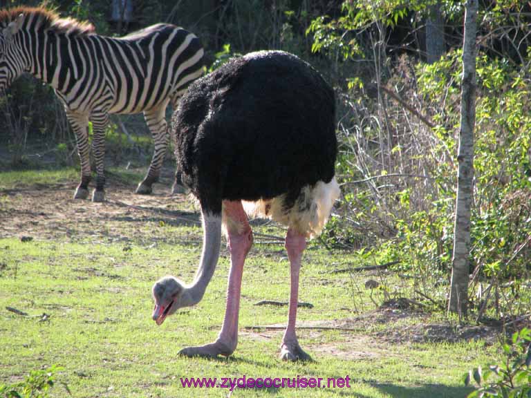 123: Audubon Zoo, New Orleans, Louisiana, Ostrich