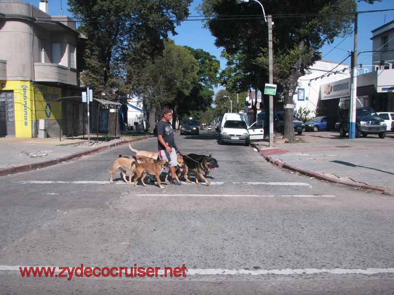 076: Carnival Splendor, Montevideo - Dog Walker