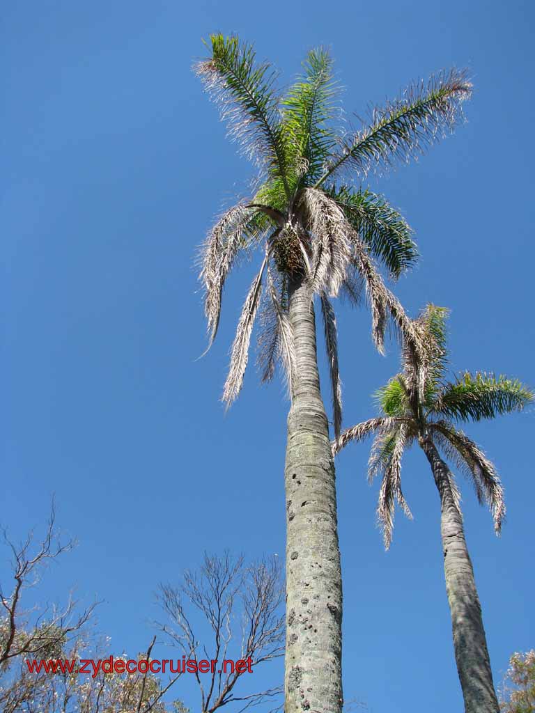 118: Carnival Splendor, Montevideo - Palm Trees