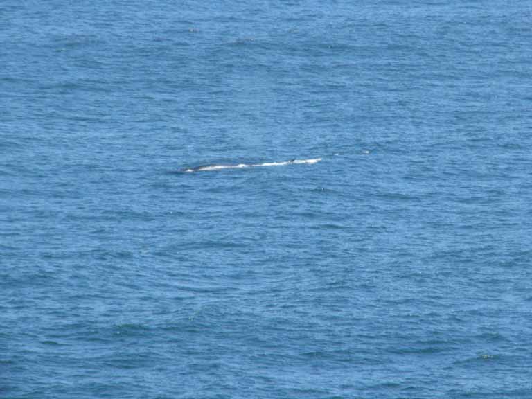 012: Carnival Splendor, South America Cruise, Sea Day 4, Some whales swimming lazily along the surface....