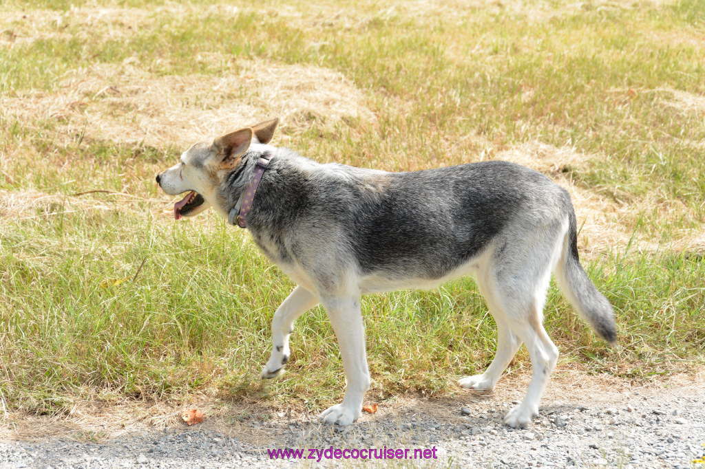 003: Liffey, German Shepherd, the Wonder Dog