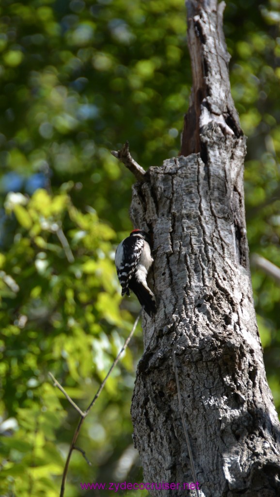 068: Downy Woodpecker