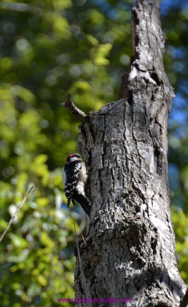069: Downy Woodpecker