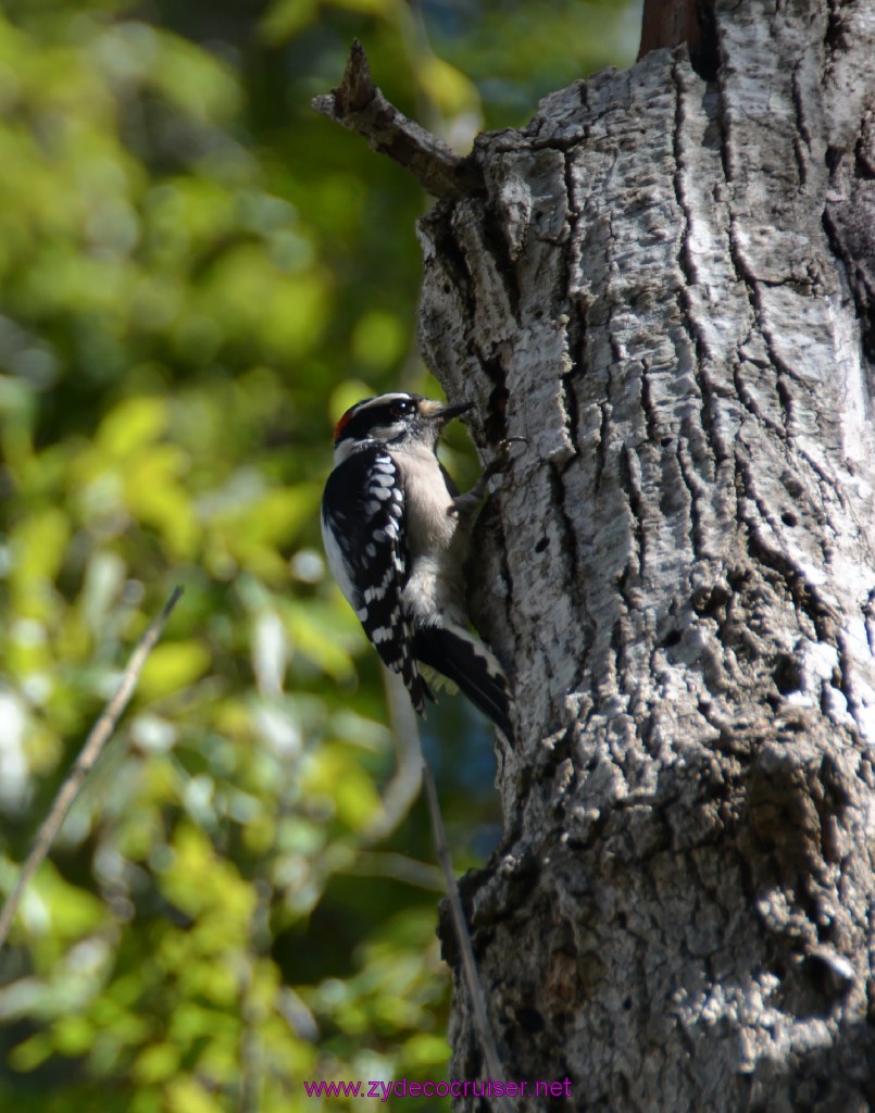 070: Downy Woodpecker