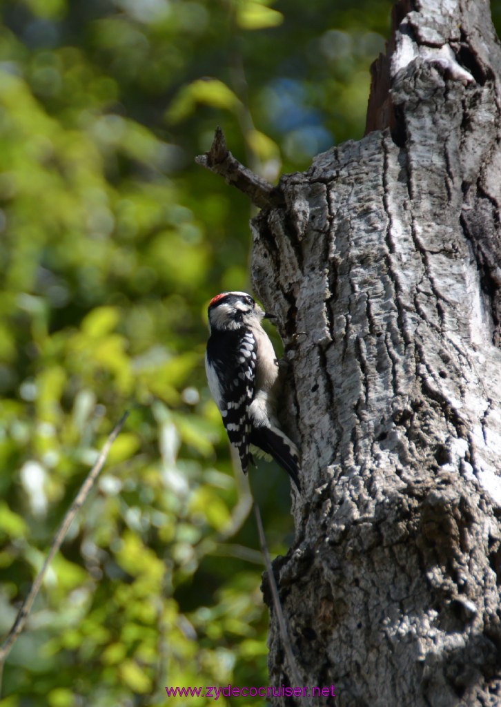 071: Downy Woodpecker
