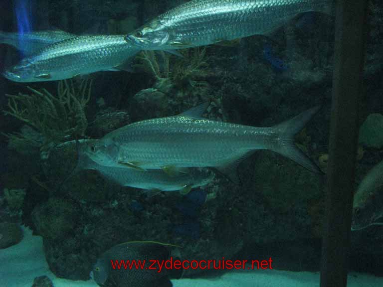 046: Audubon Aquarium of the America, New Orleans, LA - Tarpon