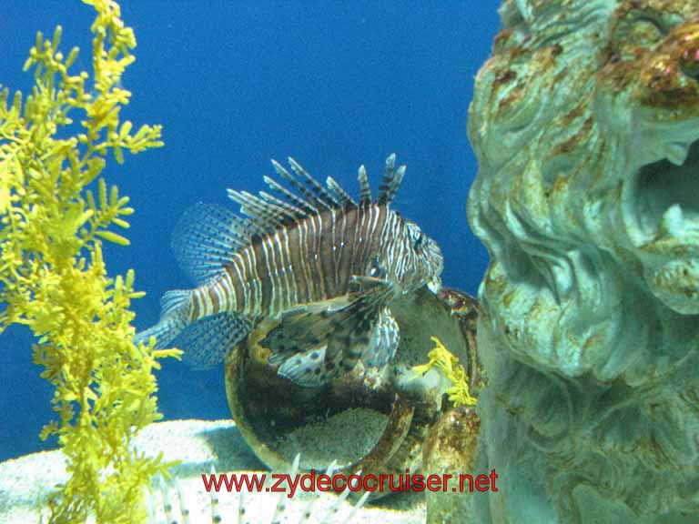 068: Audubon Aquarium of the Americas, New Orleans, LA - Scorpionfish