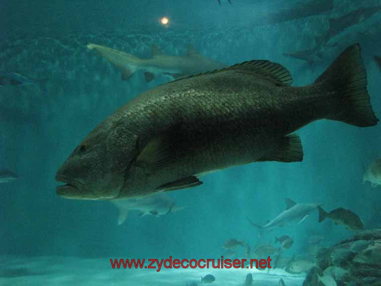 083: Audubon Aquarium of the Americas, New Orleans, LA - Gulf of Mexico Exhibit