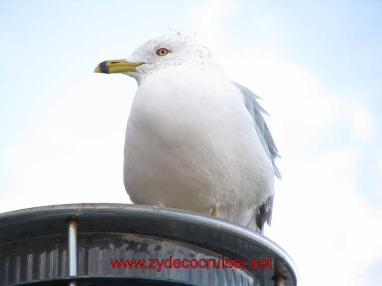 106: Seagull in New Orleans, LA - Careful - they are beignet bandits!