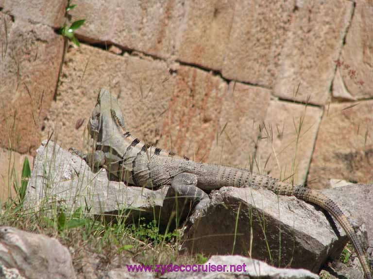 044: Carnival Fantasy, John Heald Bloggers Cruise 2, Progreso, Uxmal tour, Iguana