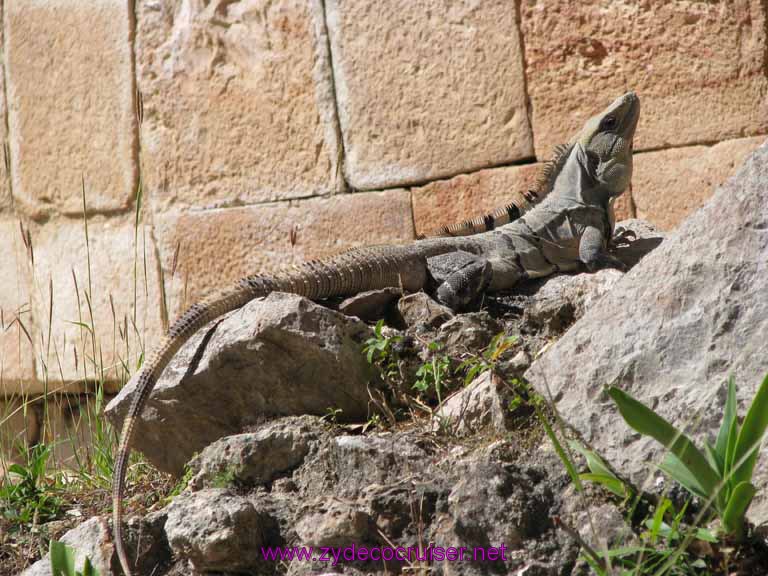 047: Carnival Fantasy, John Heald Bloggers Cruise 2, Progreso, Uxmal tour, Iguana