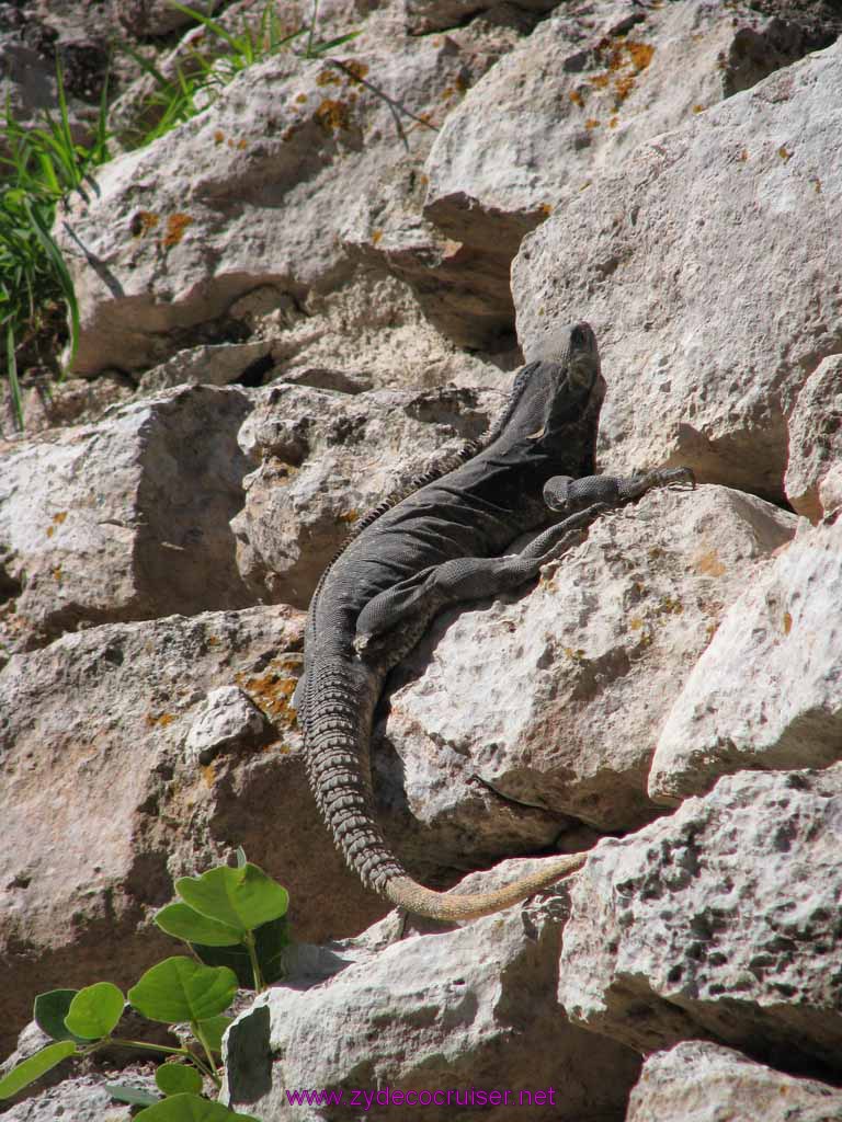 051: Carnival Fantasy, John Heald Bloggers Cruise 2, Progreso, Uxmal tour, Iguana